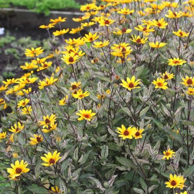 Гелиопсис САММЕР ПИНК в Шымкенте