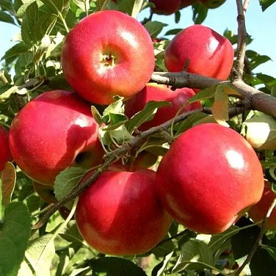Яблоня МОДИ в Шымкенте