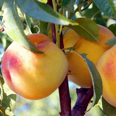 Колонновидные персики в Шымкенте