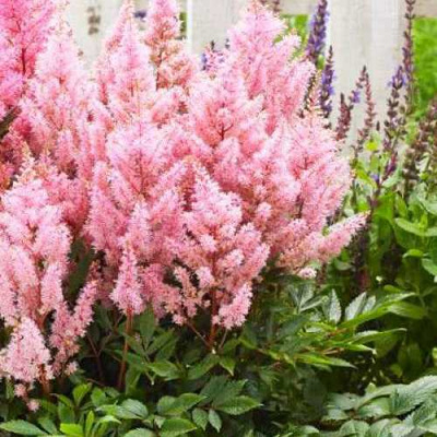 Астильба ЛУК ЭТ МИ японская в Шымкенте