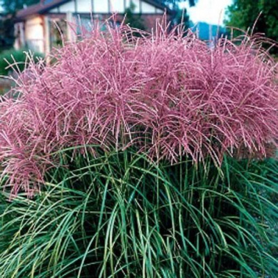 Мискантус МАЛЕПАРТУС китайский  в Шымкенте