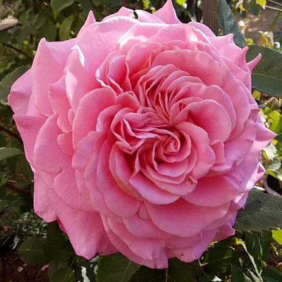 Роза ЭШЛИ чайно-гибридная в Шымкенте