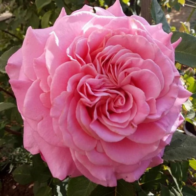 Роза ЭШЛИ чайно-гибридная в Шымкенте