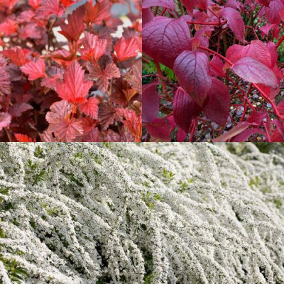 Комплект ЖИВАЯ ИЗГОРОДЬ в Шымкенте