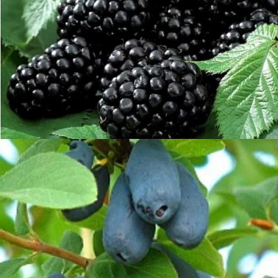 Комплект ЯГОДНЫЙ ДУЭТ в Шымкенте