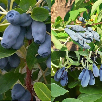 Комплект СЕВЕРНЫЕ ВИТАМИНЫ в Шымкенте