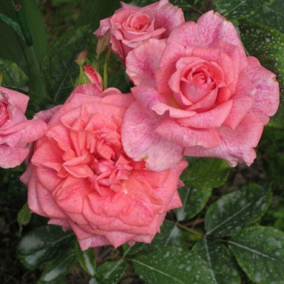 Роза ПЬЕР КАРДЕН чайно-гибридная в Шымкенте