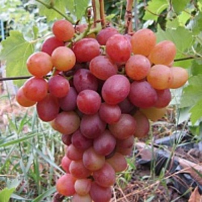 Виноград ЛИВИЯ в Шымкенте