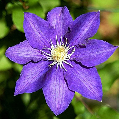 Клематис ЗЕ ПРЕЗИДЕНТ в Шымкенте