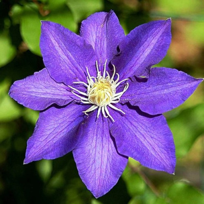 Клематис ЗЕ ПРЕЗИДЕНТ в Шымкенте