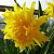Нарцисс РИП ВАН ВИНКЛЬ махровый в Шымкенте