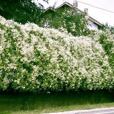 Фаллопия в Шымкенте
