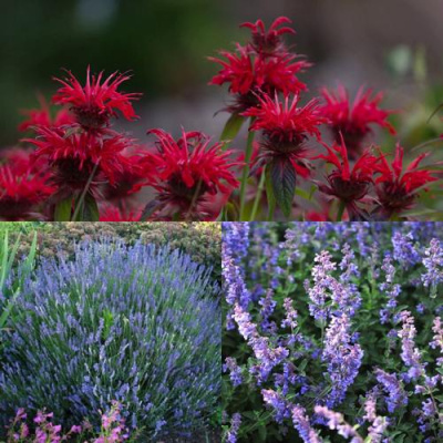 Комплект АРОМАТНЫЙ ЧАЙ в Шымкенте