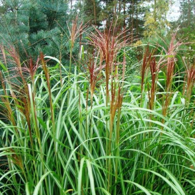 Мискантус МАЛЕПАРТУС китайский  в Шымкенте