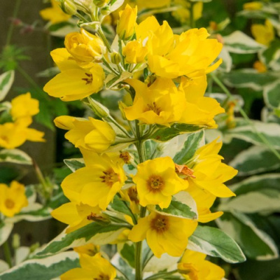 Вербейник АЛЕКСАНДР точечный в Шымкенте