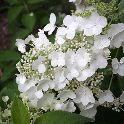 Гортензия ПРИМ ВАЙТ метельчатая в Шымкенте