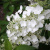 Гортензия ПРИМ ВАЙТ метельчатая в Шымкенте