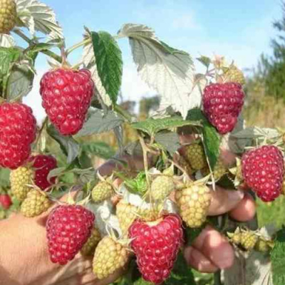 Малина ЖАР-ПТИЦА в Шымкенте