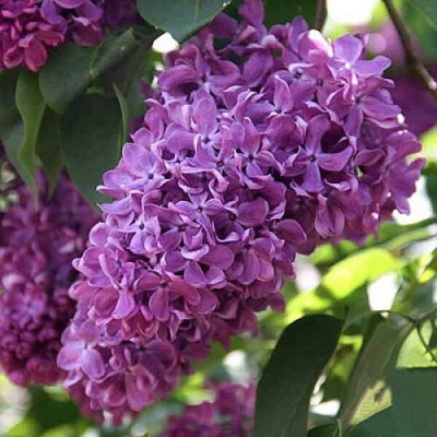 Сирень КАПИТАН ГАСТЕЛЛО в Шымкенте