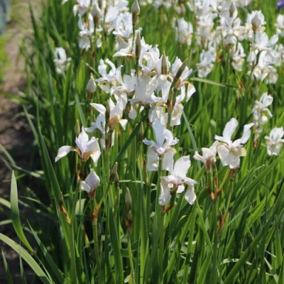 Ирис АЛЬБА сибирский в Шымкенте