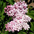 Сирень МИЛОСЕРДИЕ в Шымкенте