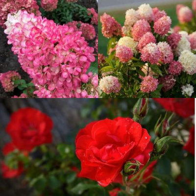 Комплект РОЗОВЫЙ ЗАКАТ в Шымкенте