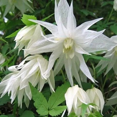 Княжик АЛЬБИНА ПЛЕНА белый махровый в Шымкенте