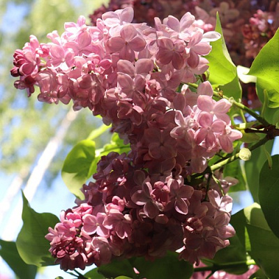 Сирень МЕДОВЫЙ СПАС в Шымкенте