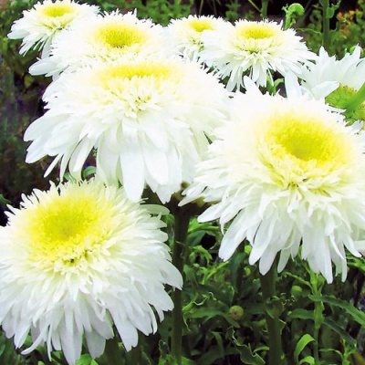 Нивяник ФИОНА ГОГХИЛЛ великолепный в Шымкенте