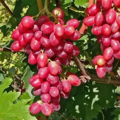 Виноград БАСАНТИ в Шымкенте