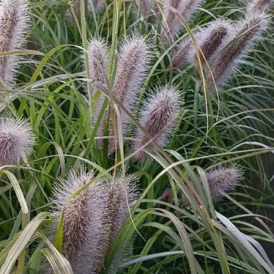 Пеннисетум БЛЭК БЬЮТИ в Шымкенте