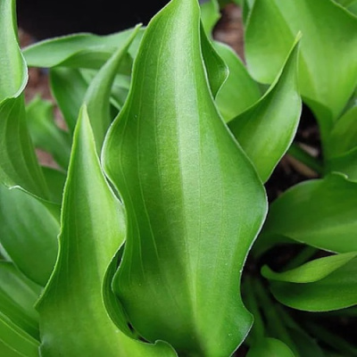 Хоста ГАРРИ ВАН ТРИЕР в Шымкенте