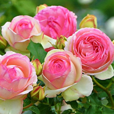 Роза ПЬЕР ДЕ РОНСАР плетистая в Шымкенте