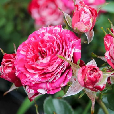 Роза АРРОУ ФОЛИЕС спрей в Шымкенте