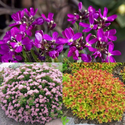 Комплект ЯПОНСКИЙ САД в Шымкенте