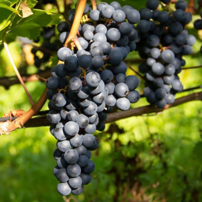 Виноград АЛЬМИНСКИЙ в Шымкенте