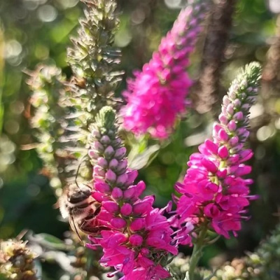 Вероника РОЗЕА колосковая в Шымкенте