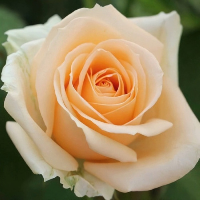 Роза ПИЧ АВАЛАНЖ чайно-гибридная в Шымкенте