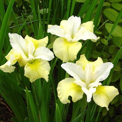 Ирис ЙЕЛЛОУ ТЕЙЛ сибирский в Шымкенте