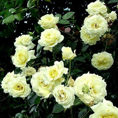 Роза ЭЛЬФ плетистая в Шымкенте