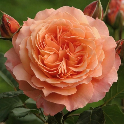 Роза БЕЛЬВЕДЕР шраб в Шымкенте