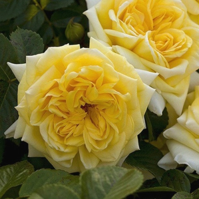 Роза НАДЯ МЕЙДИЛАНД почвопокровная в Шымкенте