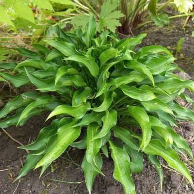 Хоста ГАРРИ ВАН ТРИЕР в Шымкенте