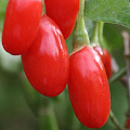 Годжи (чудо-ягода) в Шымкенте
