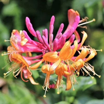 Жимолость ГЕКРОТА в Шымкенте