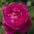 Роза АНУШКА чайно-гибридная в Шымкенте
