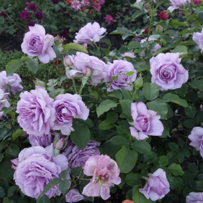 Роза ЛАВ СОНГ флорибунда в Шымкенте
