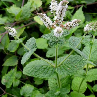 Мята яблочная в Шымкенте