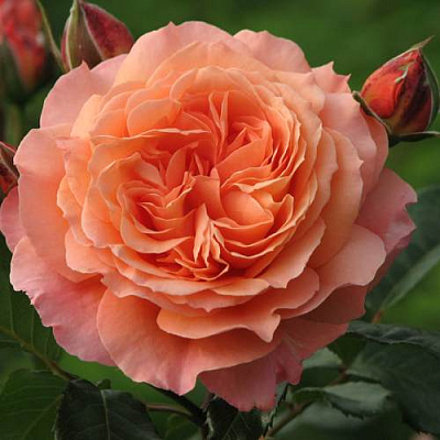 Роза шраб в Шымкенте