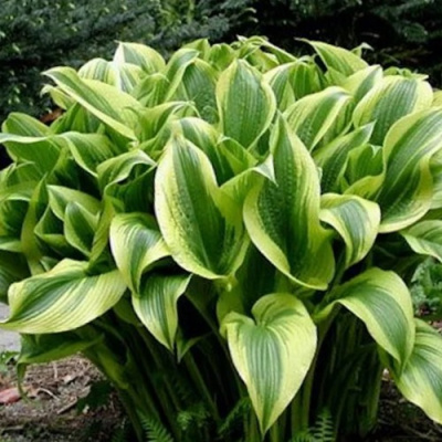 Хоста АУРЕОМАРГИНАТА в Шымкенте